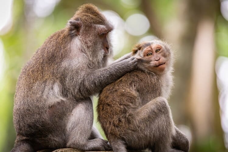 codependent monkeys rect