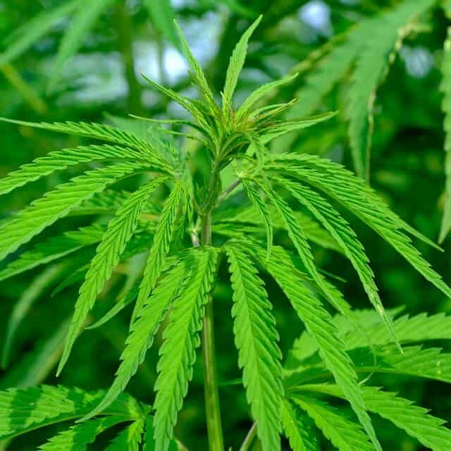 hemp cannabis marijuanasq