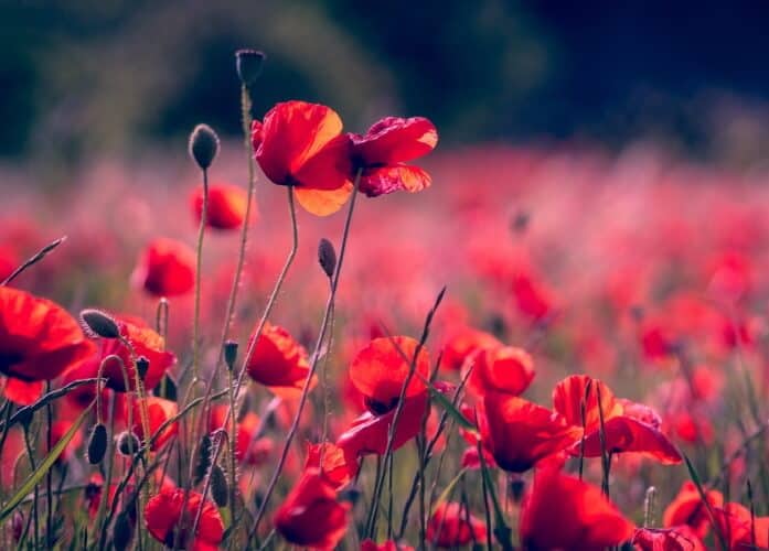 poppies