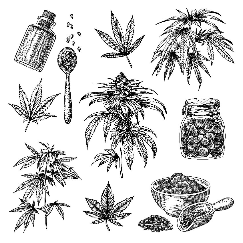 Cannabis or hemp engraved illustrations