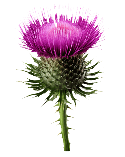 Thistle